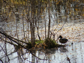 Ente / ***