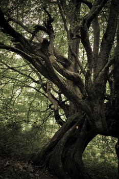 Baum / ***