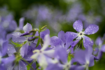 Frühlingsblumen / ***
