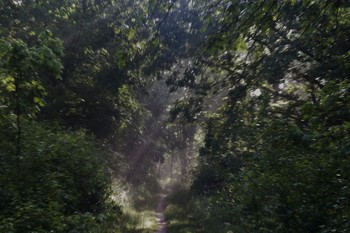 Herbstnebel / ***