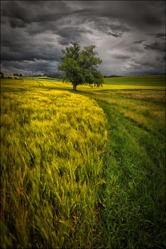 Feldweg / Alte Eiche