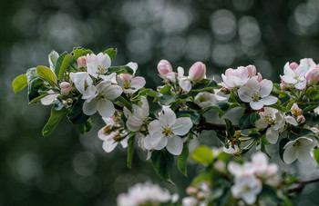 Apfelblüte / ***