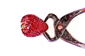 clash / comic and metaphoric clash of a strawberry