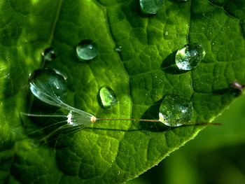 Herbstnebel / ***