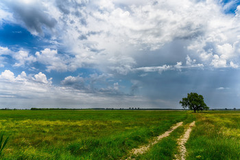 Baum im Feld / Aufgenommen gestern im Burgenland