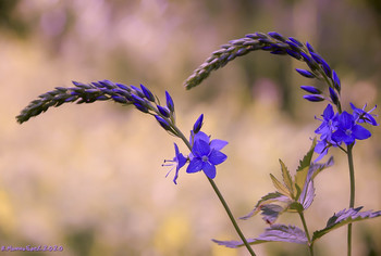 Blumen auf dem Felde / ...