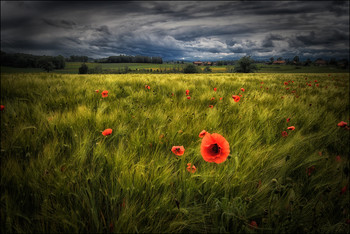 Corn poppy / Feld Mohn