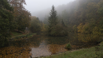 Forest Lake / ***