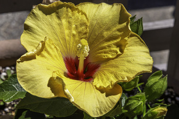 Hibiscus / This is another beautiful Hibiscus that is is my annual garden this year