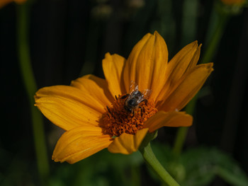 Morgen Blume / ***