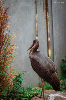 Black Stork / ***