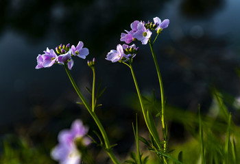  / Flower