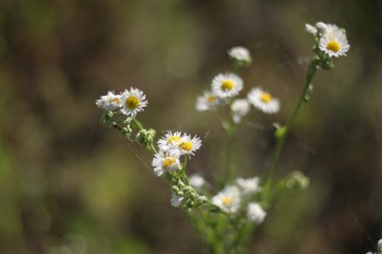 Gänseblümchen / ***