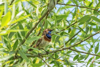 Blaukehlchen / ***