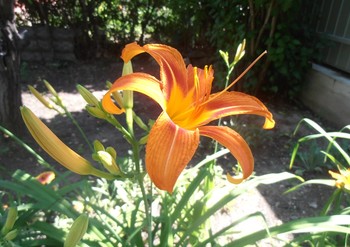 Morgen Blume / ...