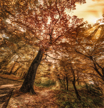 Baum. / ***