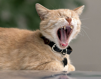 Ich werde Sie singen ... / ***