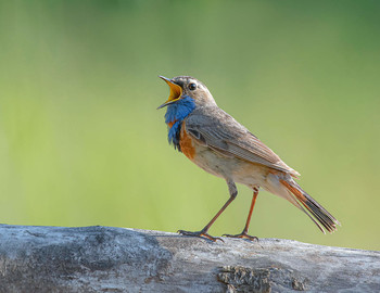Blaukehlchen / .....