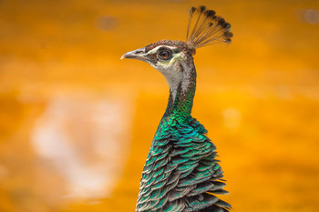 La pava estira el cuello. / Animal de colores intensos.