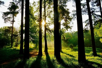Morgen in den Wald / ***