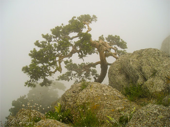 Kiefer im Nebel / ***
