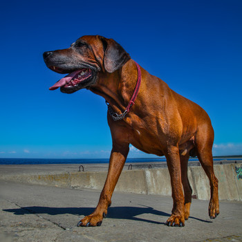 Ridgeback / ***