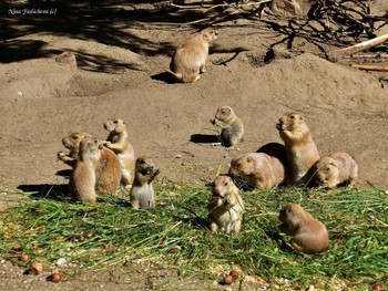 Tierpark Hagenbeck Hamburg / ***