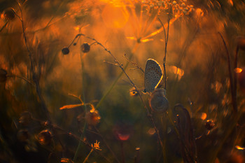 Bei Sonnenuntergang / ***
