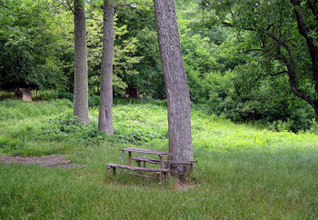 Im Wald / ***