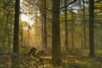 Erwachen / ***