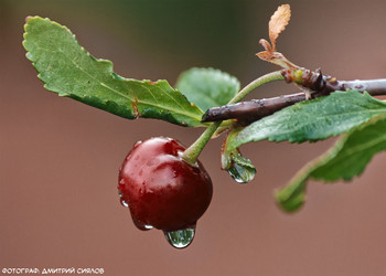 Nach dem Regen / ***