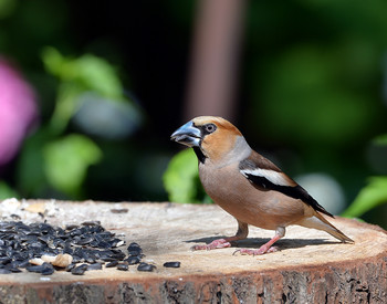 Grosbeak / ***