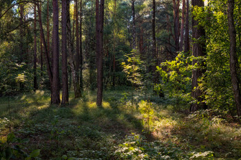 Im Wald / ***