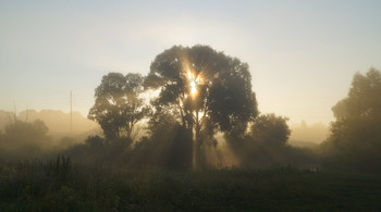 Julimorgen / ***