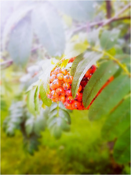 Nach dem Regen / ***