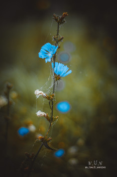 Blumen / https://web.facebook.com/evgeniy.vagouro/
https://www.instagram.com/vaguro_v_u_v/