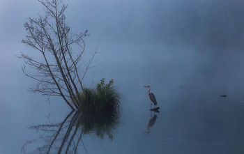 Abendnebel / ***