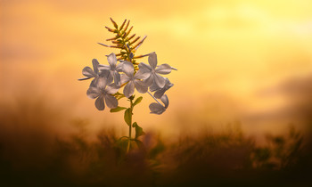Fiore di campo / Fiore di campo al tramonto