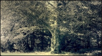 the wish-tree / tree in the park in full sunlight - converted and overlay