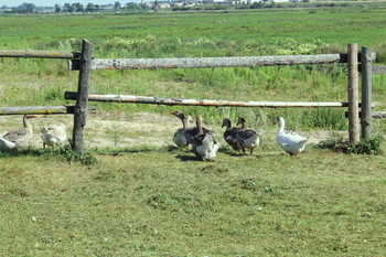 Geese / ***