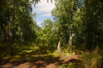 Russischen Wald / ...