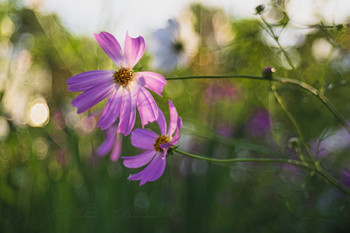 Zarte Blume / ***