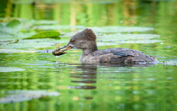 Hooded merganser / ***