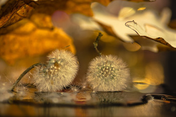 Naturaleza envejecida. / Ejemplo del tiempo pasado en la naturaleza y vida para la fotografía.