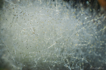 Taraxacum / ***