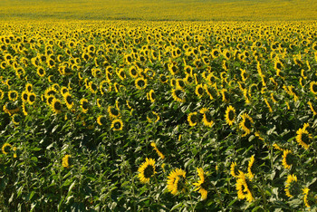 Treffen der Sonne / ***
