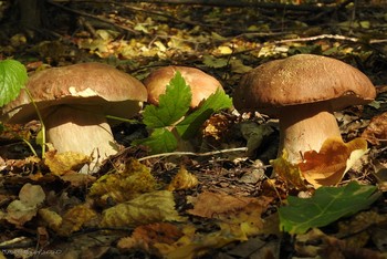 Pilze / ...