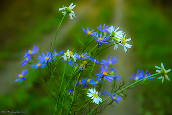 Herbstblumen / ...
