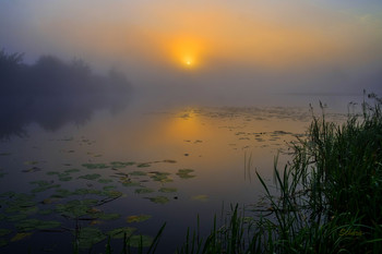 Nebel / ***