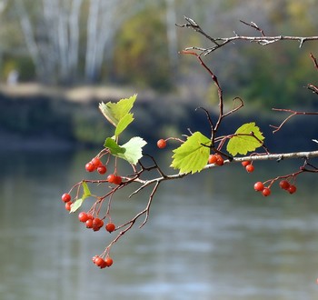 November / ***